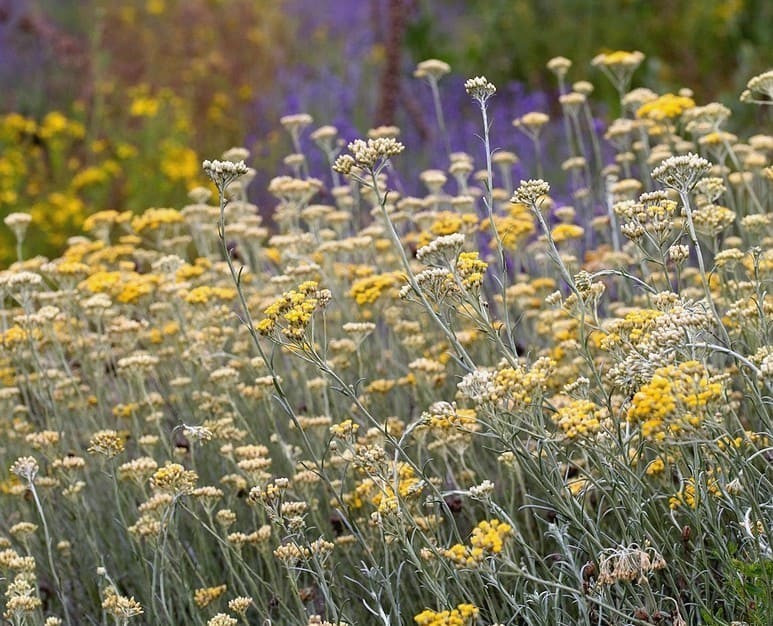 atelier-immortelle-plante-d-exception-bonifacio atelier-immortelle-plante-d-exception-bonifacio