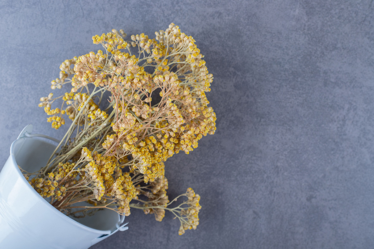 atelier-immortelle-plante-d-exception-bonifacio atelier-immortelle-plante-d-exception-bonifacio