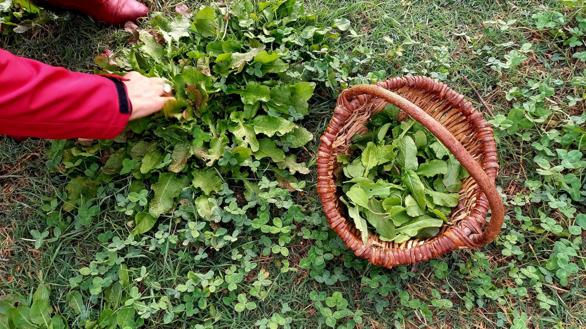 gouter-printanier-des-petits-lutins-bonifacio gouter-printanier-des-petits-lutins-bonifacio