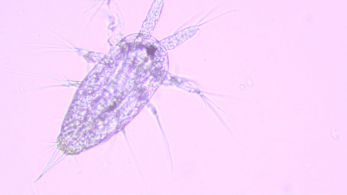 observez-l-invisible-a-viranata-bonifacio observez-l-invisible-a-viranata-bonifacio