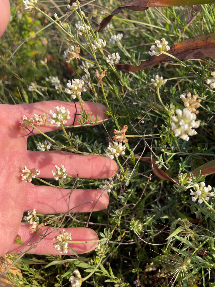 venez-deguster-le-reveil-du-printemps-bonifacio venez-deguster-le-reveil-du-printemps-bonifacio