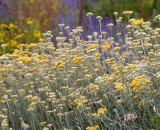 atelier-immortelle-plante-d-exception-bonifacio