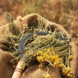 decouvrez-l-immortelle-corse-bonifacio