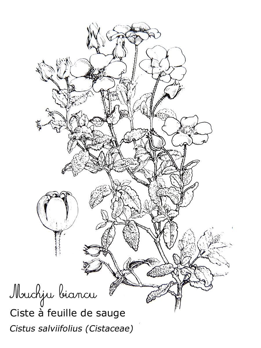 atelier-botanique-a-viranata-bonifacio