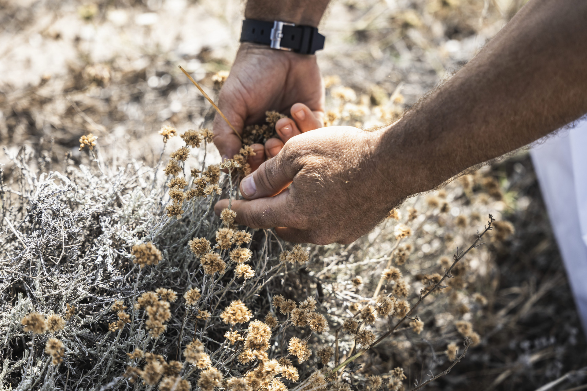 cueillette-immortelle-oree-du-maquis-bonifacio
