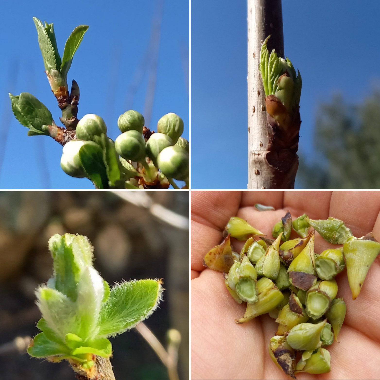 initiation-medecine-des-bourgeons-bonifacio