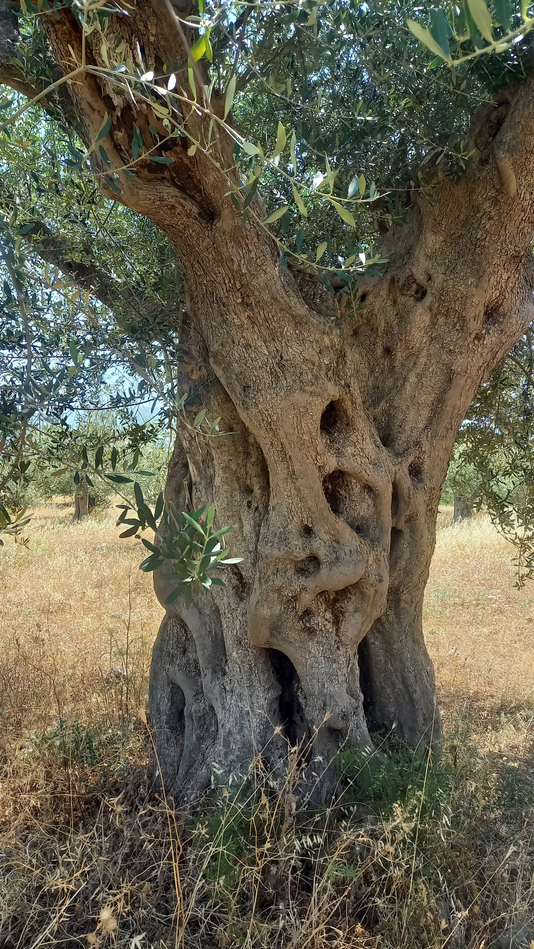 initiation-medecine-des-bourgeons-bonifacio