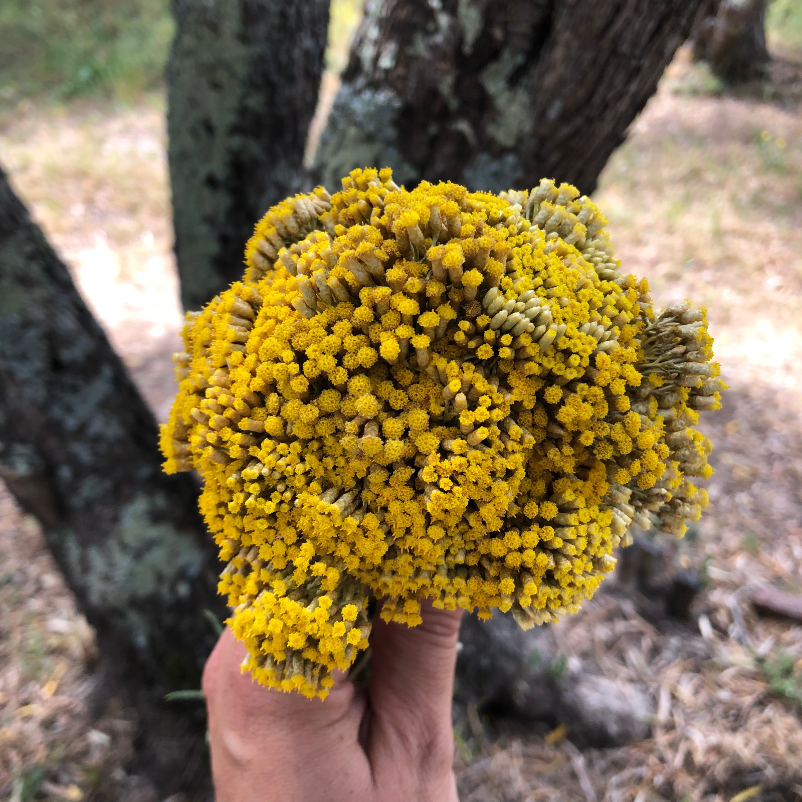 jardins-solidaires-de-musella-bonifacio