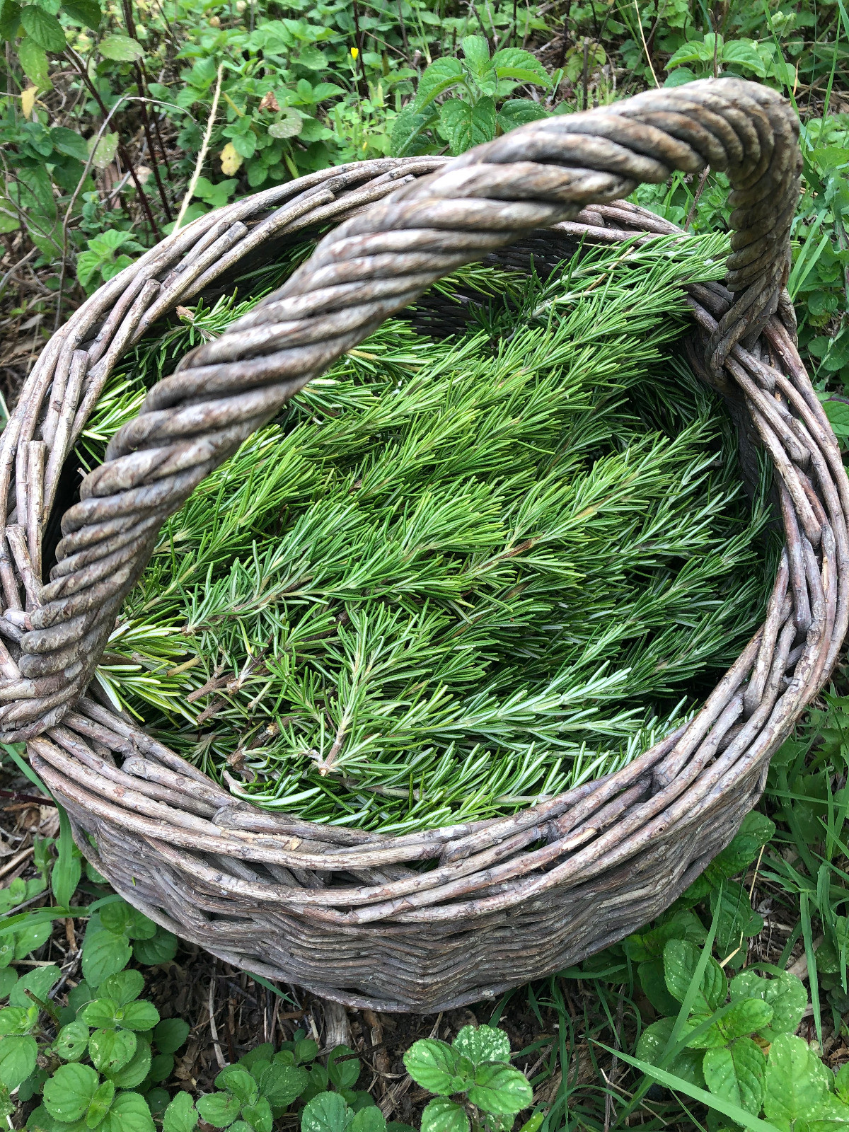 jardins-solidaires-de-musella-bonifacio