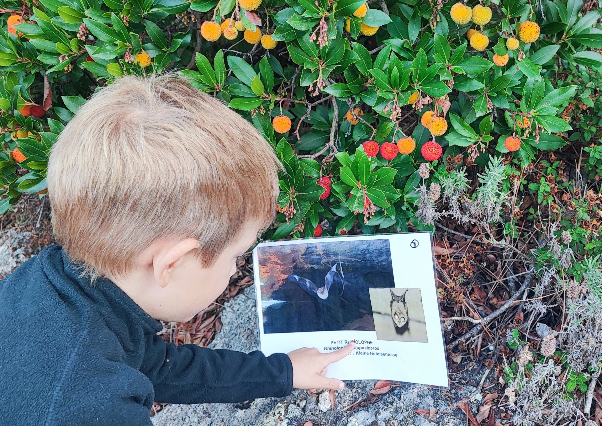 jeu-de-piste-animaux-nocturnes-bonifacio jeu-de-piste-animaux-nocturnes-bonifacio
