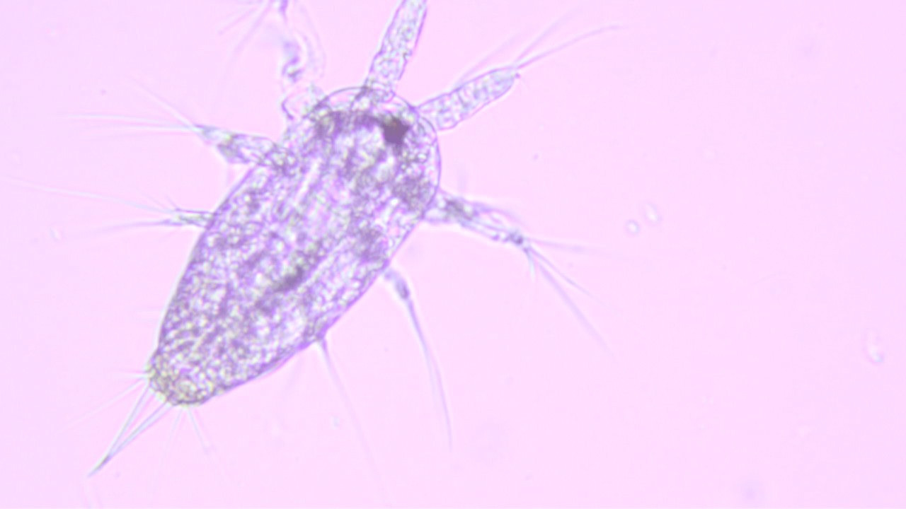 observez-l-invisible-a-viranata-bonifacio