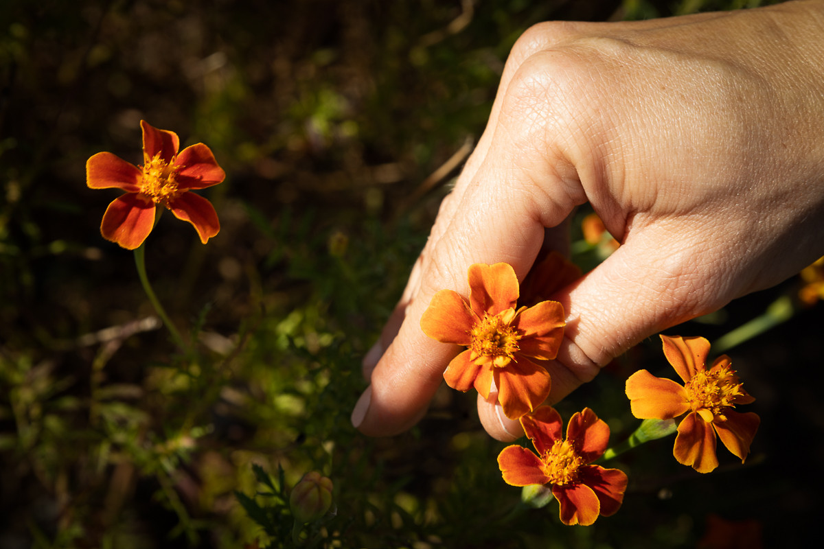 office-de-tourisme-bonifacio-nustrale-low-33-g-santi-laurini-371385